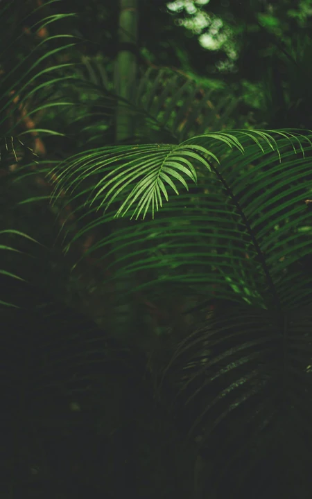 树林里的植物&ldquo;苏铁&rdquo;摄影手机壁纸