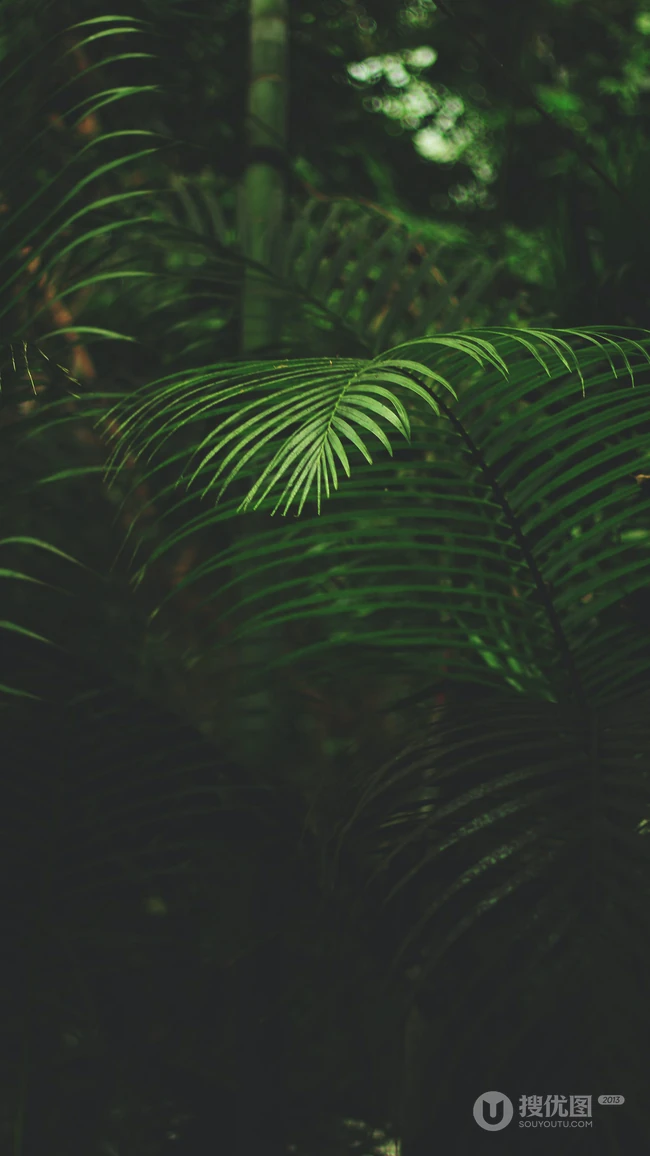 树林里的植物&ldquo;苏铁&rdquo;摄影手机壁纸