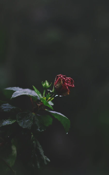 唯美植物摄影之&ldquo;朱槿&rdquo;手机壁纸