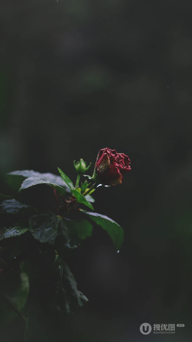 唯美植物摄影之&ldquo;朱槿&rdquo;手机壁纸