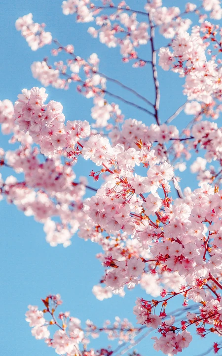 日本东京盛开的樱花高清手机壁纸