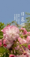 日本晚樱樱花图片，九种不太常见的晚樱樱花美图欣赏