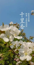 日本晚樱樱花图片，九种不太常见的晚樱樱花美图欣赏