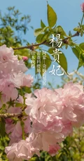 日本晚樱樱花图片，九种不太常见的晚樱樱花美图欣赏