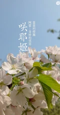 日本晚樱樱花图片，九种不太常见的晚樱樱花美图欣赏