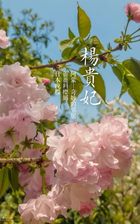 日本晚樱樱花图片，九种不太常见的晚樱樱花美图欣赏