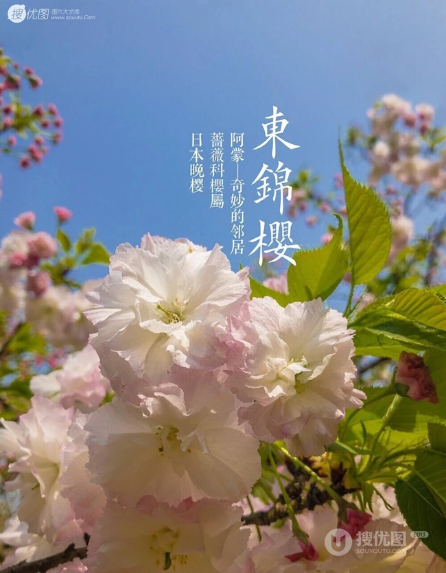 日本晚樱樱花图片，九种不太常见的晚樱樱花美图欣赏