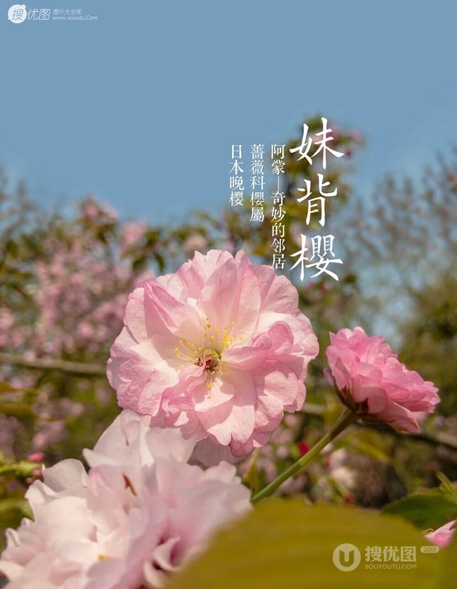 日本晚樱樱花图片，九种不太常见的晚樱樱花美图欣赏