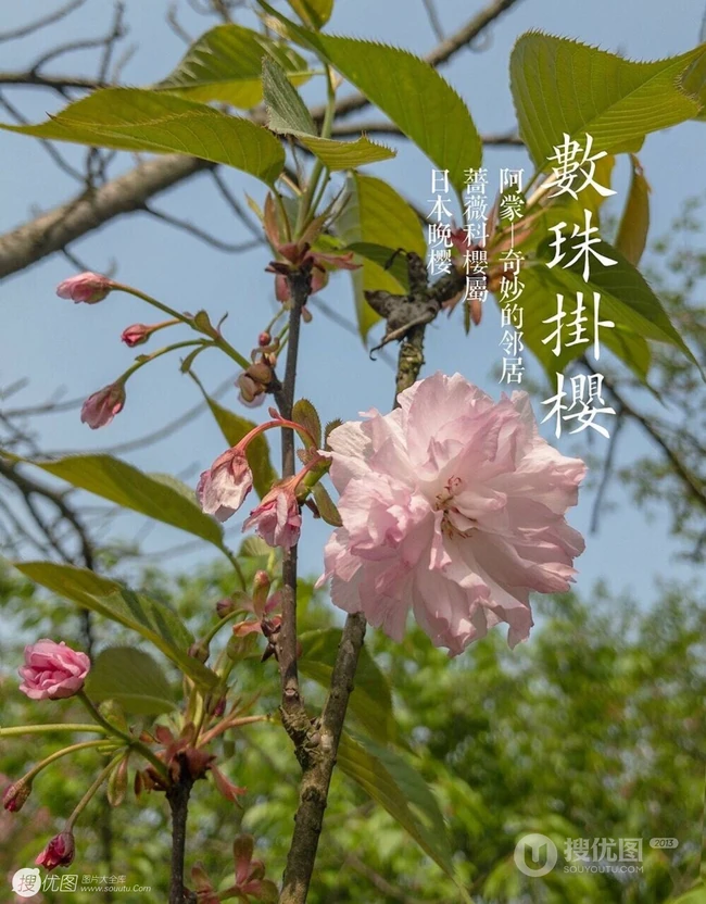 日本晚樱樱花图片，九种不太常见的晚樱樱花美图欣赏