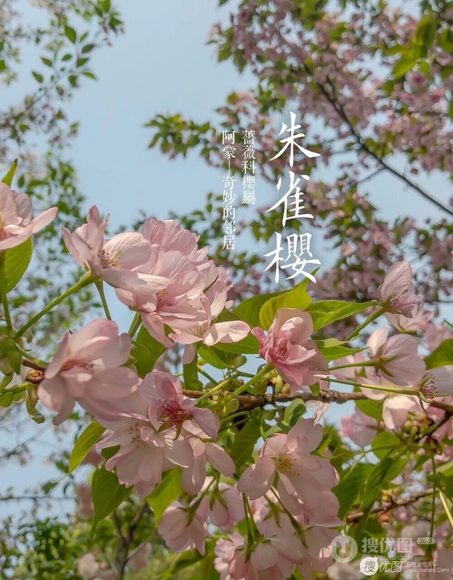日本晚樱樱花图片，九种不太常见的晚樱樱花美图欣赏