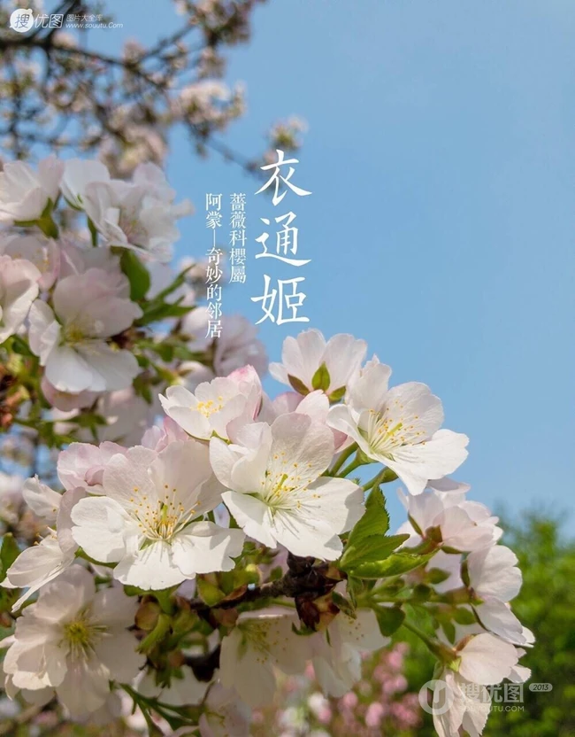 日本晚樱樱花图片，九种不太常见的晚樱樱花美图欣赏