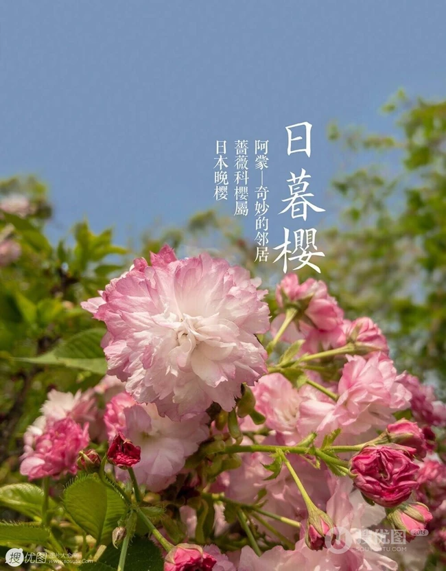 日本晚樱樱花图片，九种不太常见的晚樱樱花美图欣赏