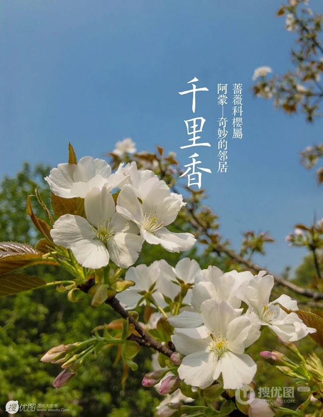 日本晚樱樱花图片，九种不太常见的晚樱樱花美图欣赏