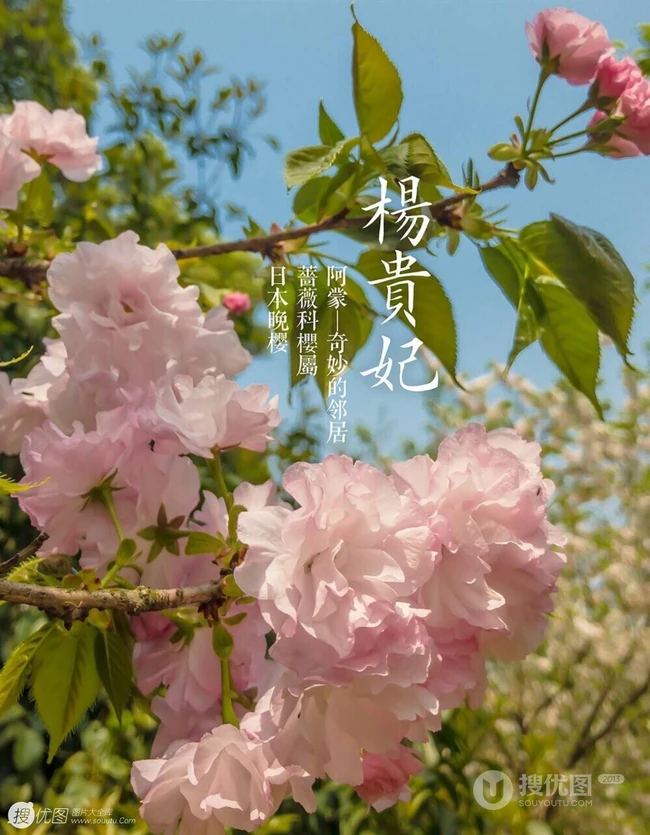 日本晚樱樱花图片，九种不太常见的晚樱樱花美图欣赏