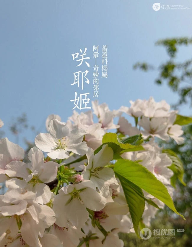 日本晚樱樱花图片，九种不太常见的晚樱樱花美图欣赏