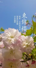 日本晚樱樱花图片，九种不太常见的晚樱樱花美图欣赏