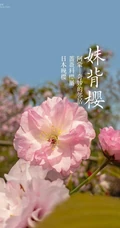 日本晚樱樱花图片，九种不太常见的晚樱樱花美图欣赏