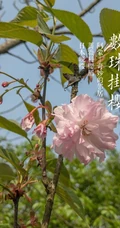 日本晚樱樱花图片，九种不太常见的晚樱樱花美图欣赏