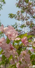 日本晚樱樱花图片，九种不太常见的晚樱樱花美图欣赏