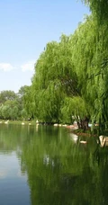 柳树，柳叶，柳树花图片，垂杨细柳唯美柳树美图欣赏