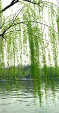 柳树，柳叶，柳树花图片，垂杨细柳唯美柳树美图欣赏