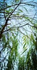 柳树，柳叶，柳树花图片，垂杨细柳唯美柳树美图欣赏