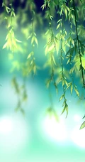 柳树，柳叶，柳树花图片，垂杨细柳唯美柳树美图欣赏