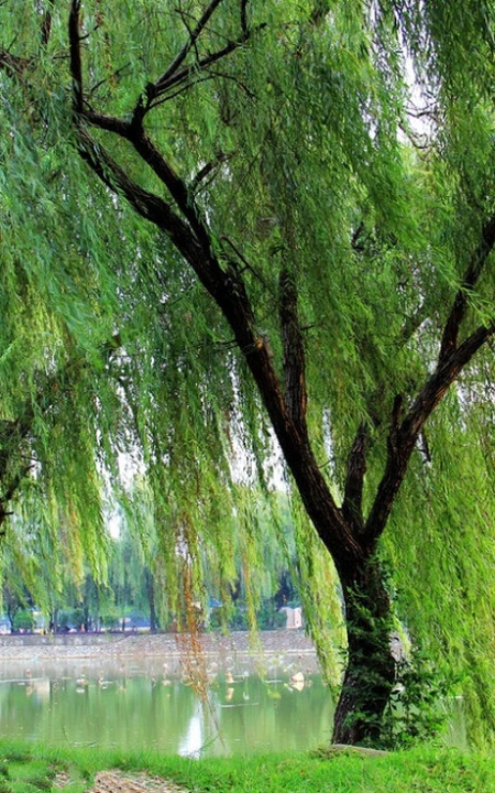 柳树，柳叶，柳树花图片，垂杨细柳唯美柳树美图欣赏