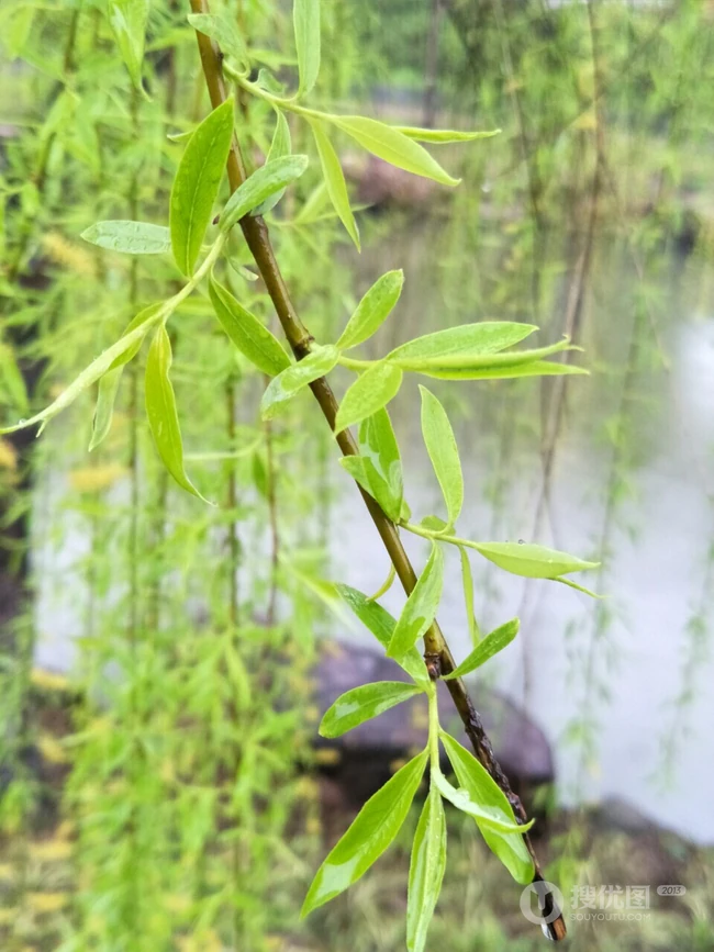 柳树，柳叶，柳树花图片，垂杨细柳唯美柳树美图欣赏