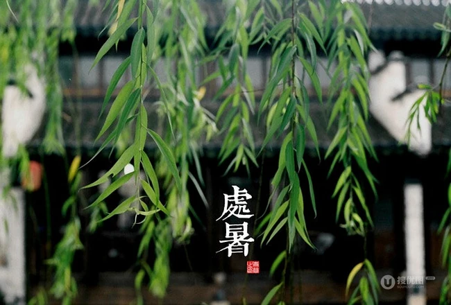 柳树，柳叶，柳树花图片，垂杨细柳唯美柳树美图欣赏