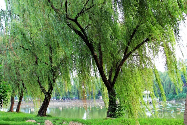 柳树，柳叶，柳树花图片，垂杨细柳唯美柳树美图欣赏