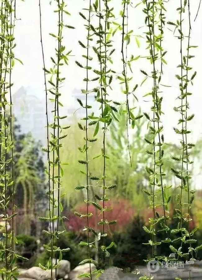 柳树，柳叶，柳树花图片，垂杨细柳唯美柳树美图欣赏