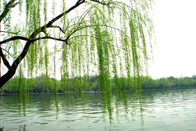 柳树，柳叶，柳树花图片，垂杨细柳唯美柳树美图欣赏