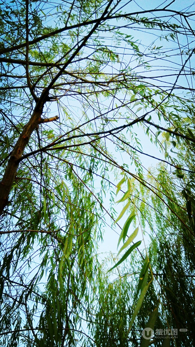 柳树，柳叶，柳树花图片，垂杨细柳唯美柳树美图欣赏