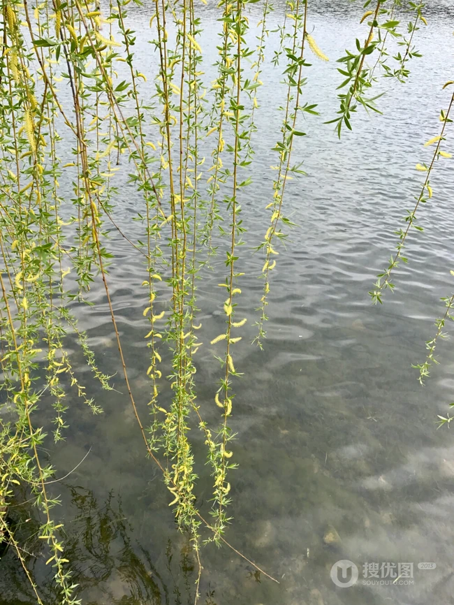 柳树，柳叶，柳树花图片，垂杨细柳唯美柳树美图欣赏