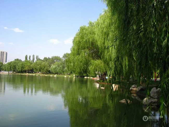 柳树，柳叶，柳树花图片，垂杨细柳唯美柳树美图欣赏