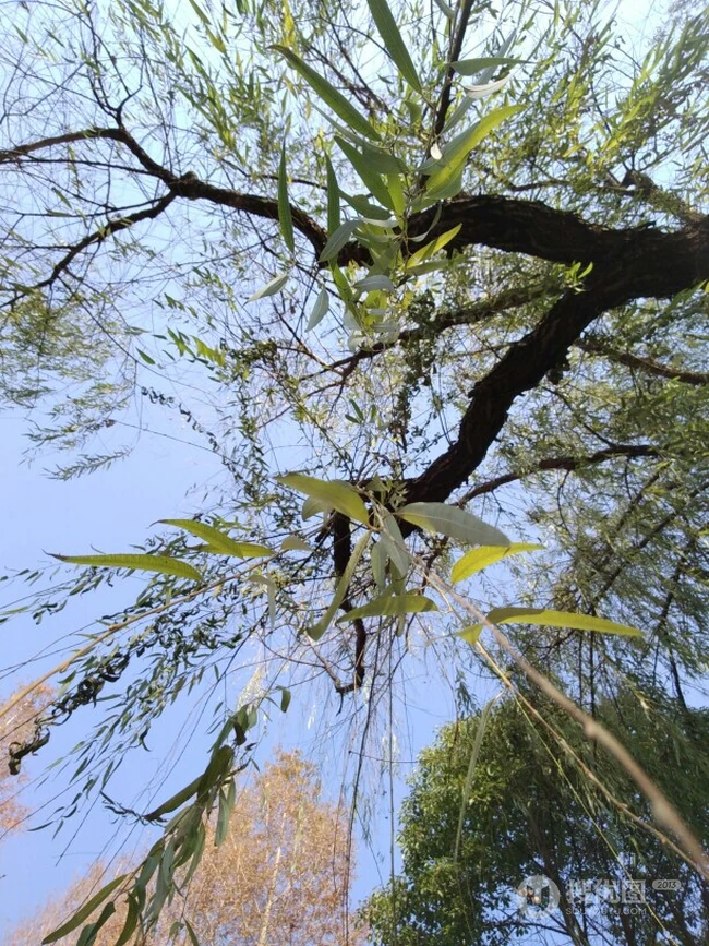 柳树，柳叶，柳树花图片，垂杨细柳唯美柳树美图欣赏
