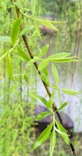 柳树，柳叶，柳树花图片，垂杨细柳唯美柳树美图欣赏