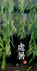 柳树，柳叶，柳树花图片，垂杨细柳唯美柳树美图欣赏