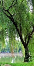 柳树，柳叶，柳树花图片，垂杨细柳唯美柳树美图欣赏