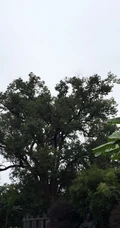 香樟树，樟树，香樟树花图片，永远守护你的香樟树唯美图片