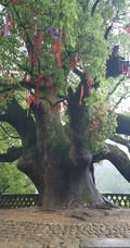 香樟树，樟树，香樟树花图片，永远守护你的香樟树唯美图片