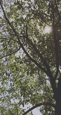 香樟树，樟树，香樟树花图片，永远守护你的香樟树唯美图片