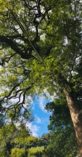 香樟树，樟树，香樟树花图片，永远守护你的香樟树唯美图片