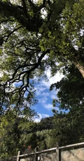 香樟树，樟树，香樟树花图片，永远守护你的香樟树唯美图片