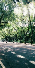 香樟树，樟树，香樟树花图片，永远守护你的香樟树唯美图片