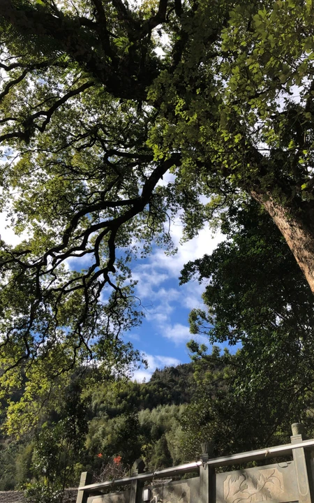 香樟树，樟树，香樟树花图片，永远守护你的香樟树唯美图片