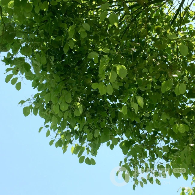 香樟树，樟树，香樟树花图片，永远守护你的香樟树唯美图片
