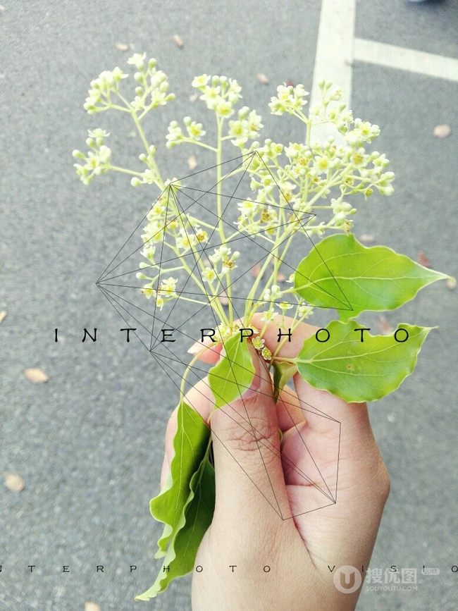 香樟树，樟树，香樟树花图片，永远守护你的香樟树唯美图片