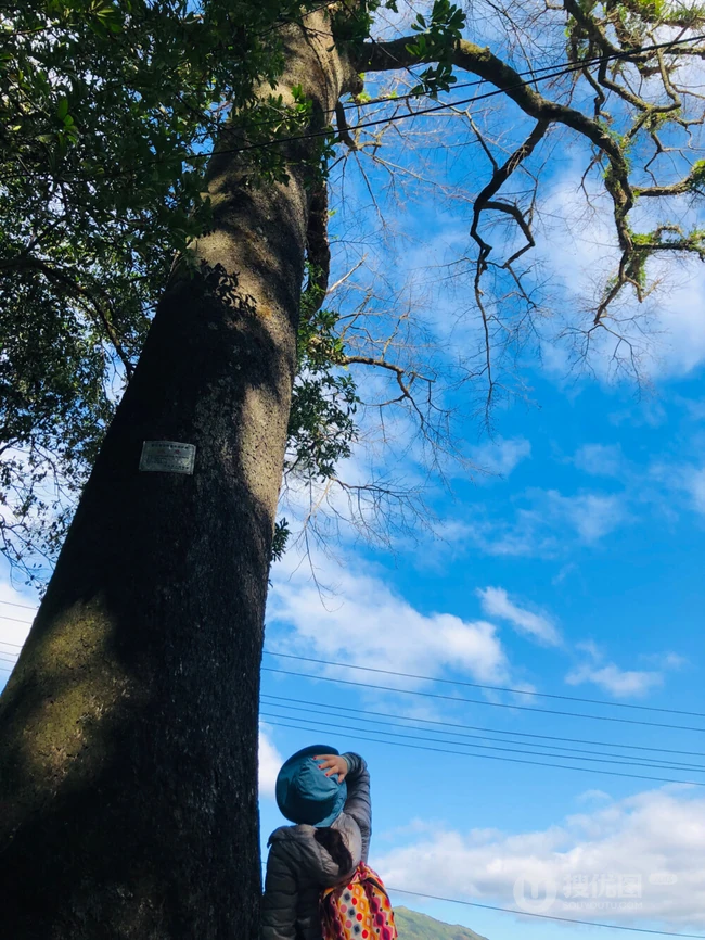 香樟树，樟树，香樟树花图片，永远守护你的香樟树唯美图片